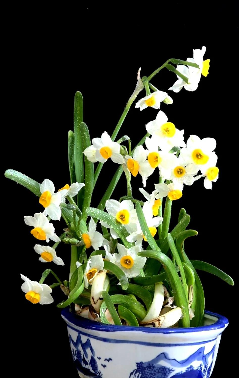 古诗词中的水仙花：飘零尘俗客再见水仙花