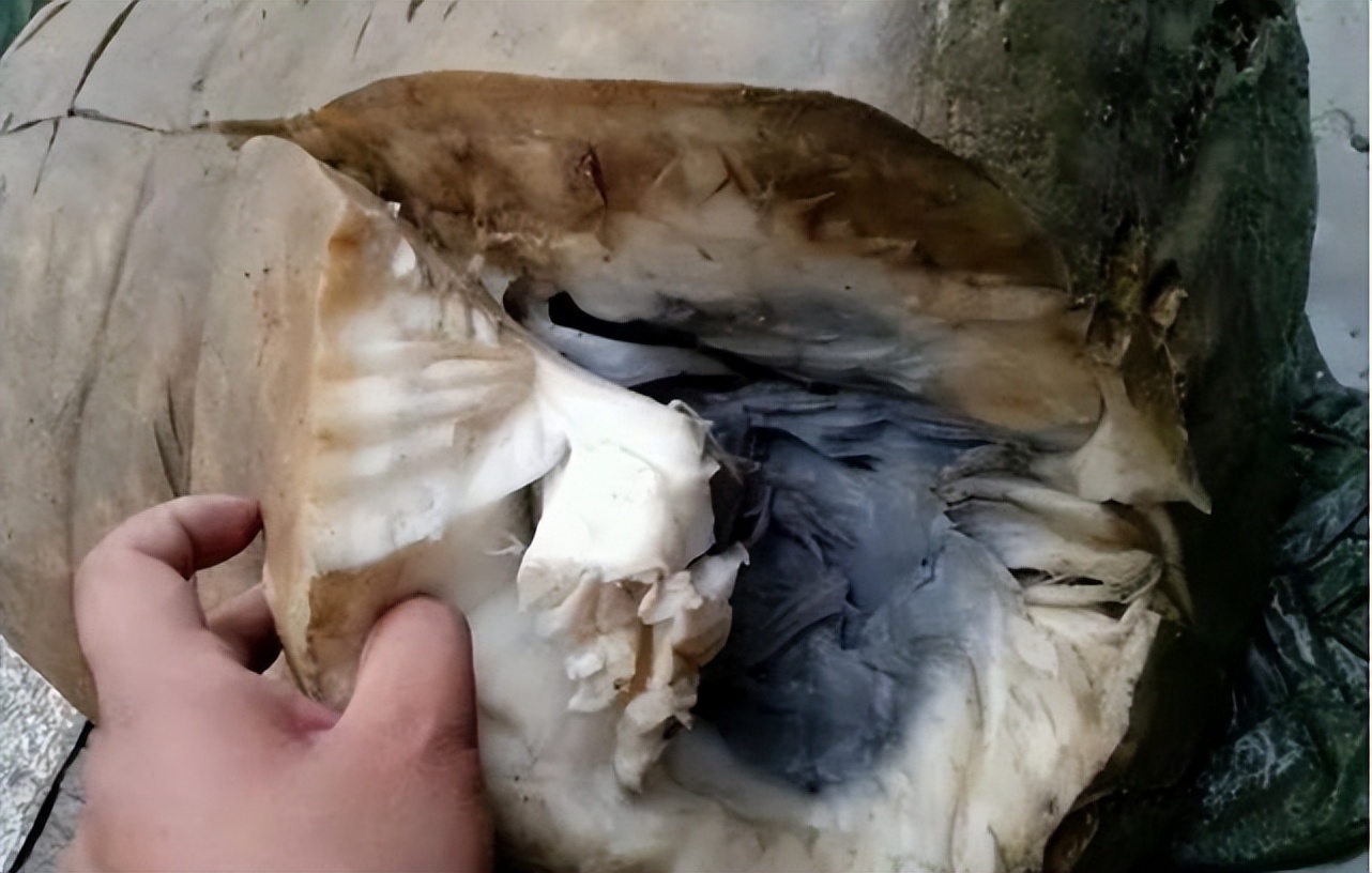 捡到200多斤的太岁能卖多少钱,大连男子捡到太岁