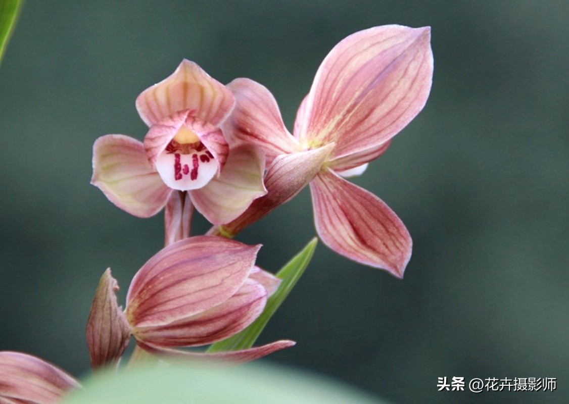 最能代表国兰风采的兰花,最有国兰韵味的兰花