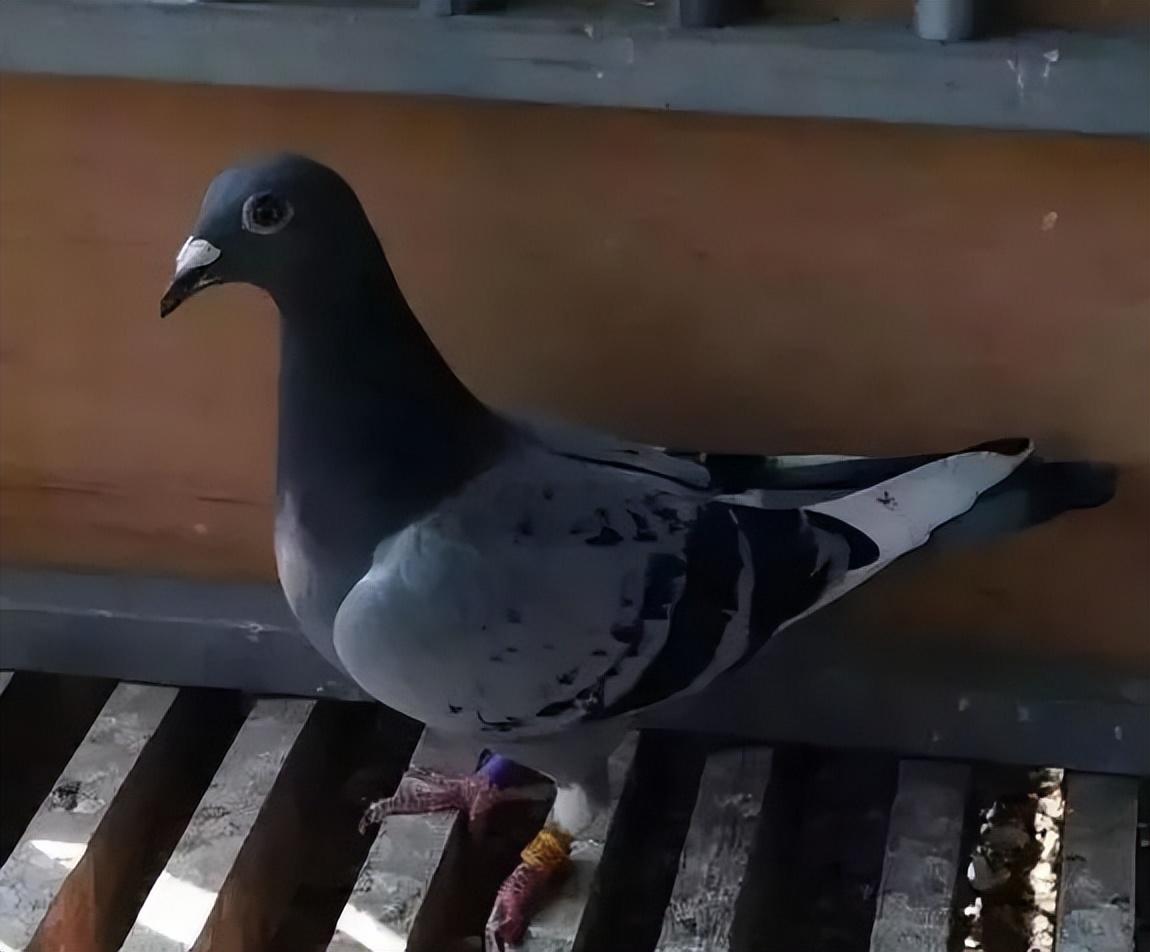 赛鸽常见的疾病,赛鸽常见疾病图片大全