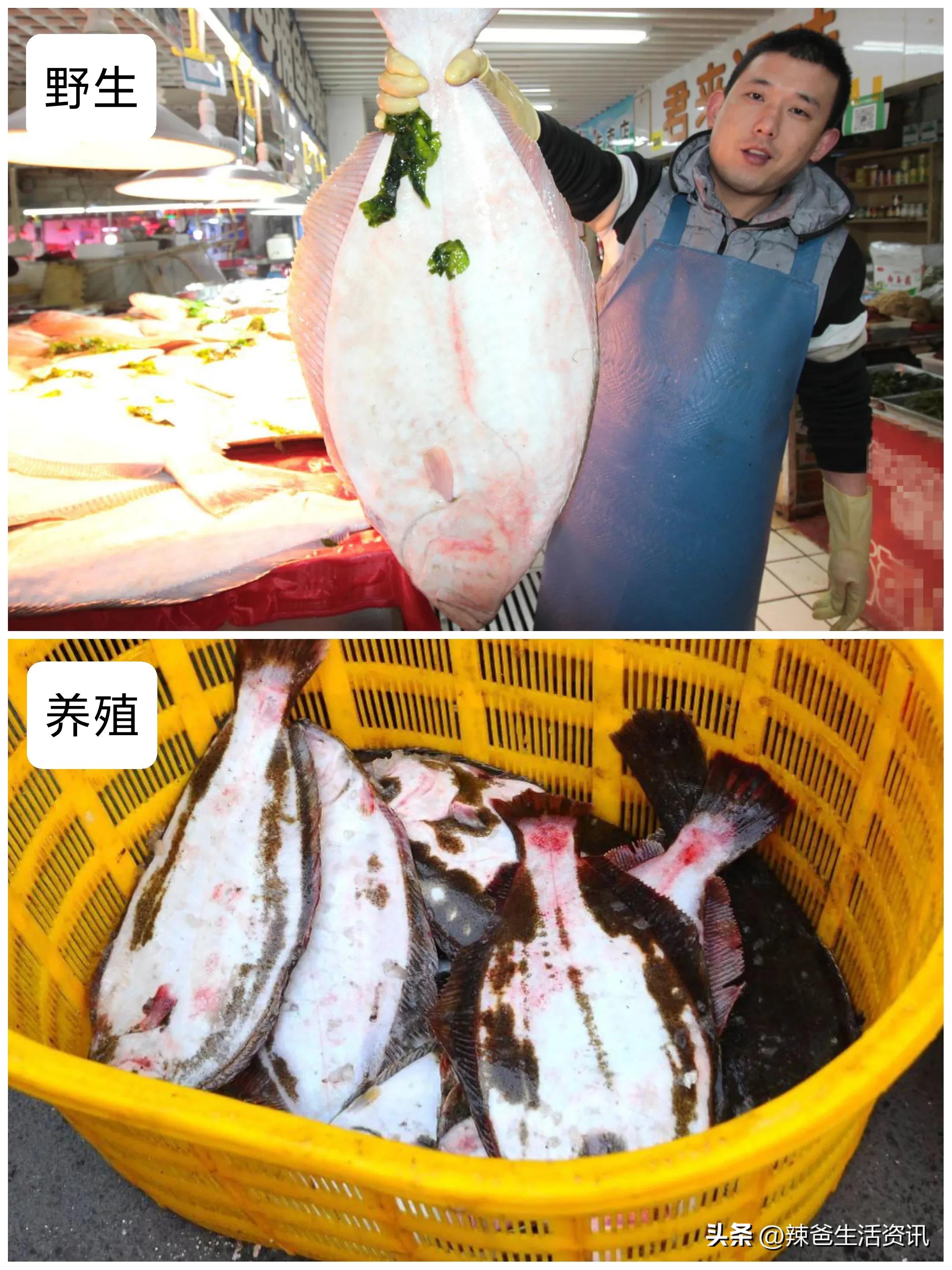 养殖海鱼和野生海鱼的区别,海鱼怎么区分养殖的还是野生的