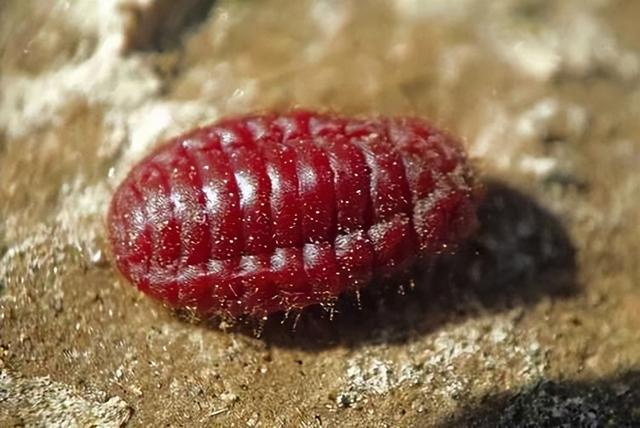 为何英国要在澳洲种仙人掌喂虫子？华丽军服的背后，落得一地鸡毛