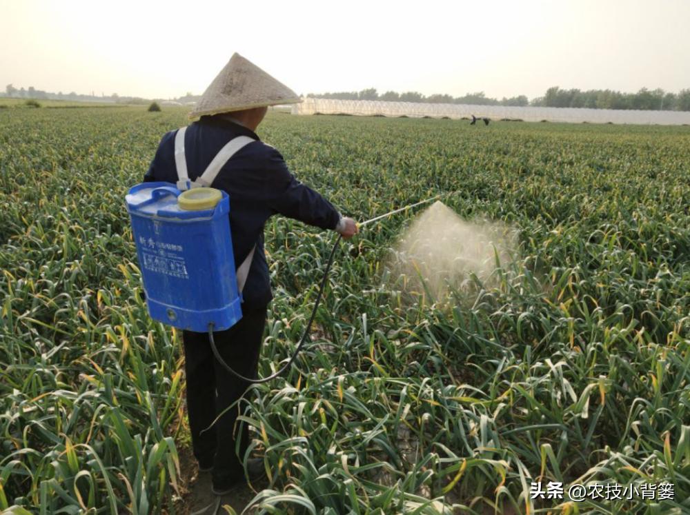种植大量的大蒜怎么储藏,大蒜长期保鲜储存的正确方法