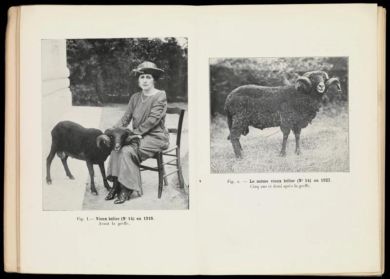 痴迷不老和壮阳，西方科学家曾将动物*丸睾**移植进人体