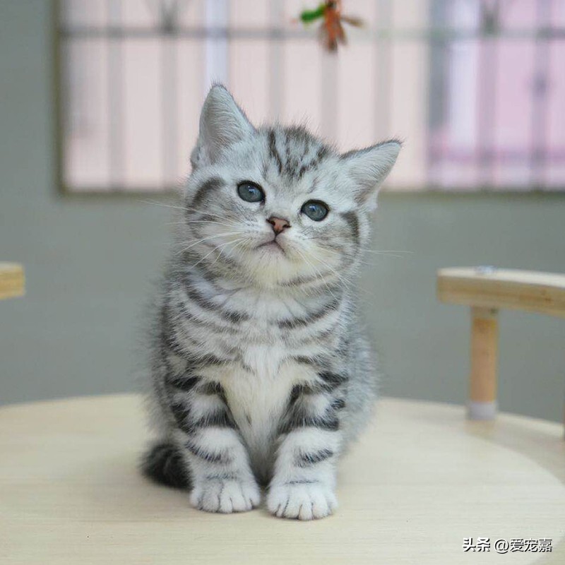 猫咪各种种类的简介介绍,各类猫咪种类介绍