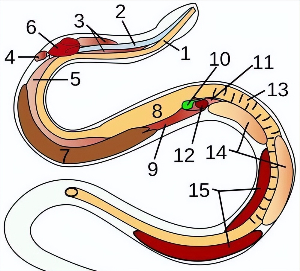 如果你突然被蛇吞下，能否划开蛇肚出逃？科学家作死实验走进蛇窝