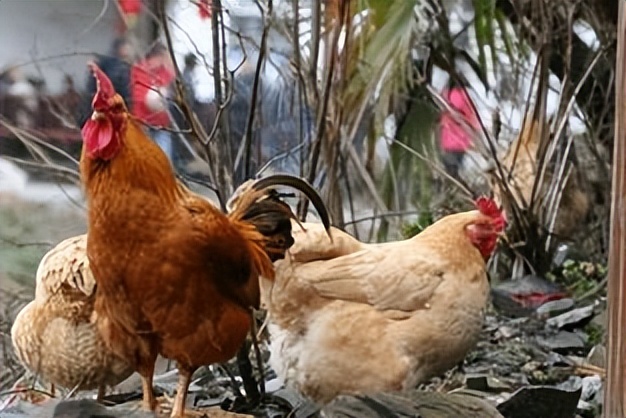 山坡养殖5000只鸡利润,自家果园散养上万只鸡