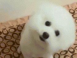 5种禁养的宠物,五种禁养犬