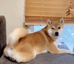 什么样的狗相是旺家狗,天生凶相的狗有哪些特征