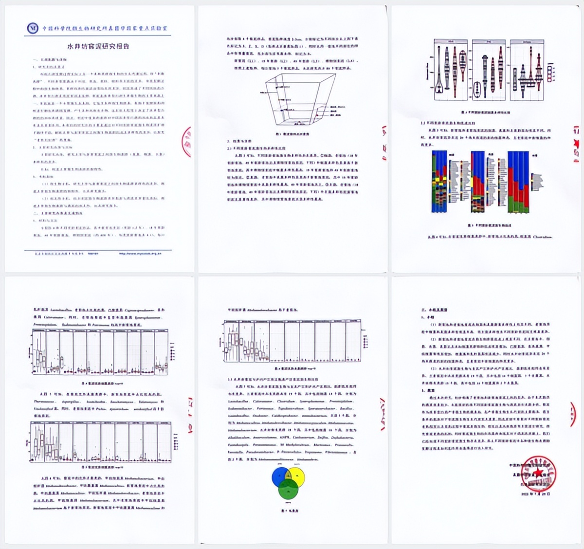 水井坊1号菌群,水井坊一号