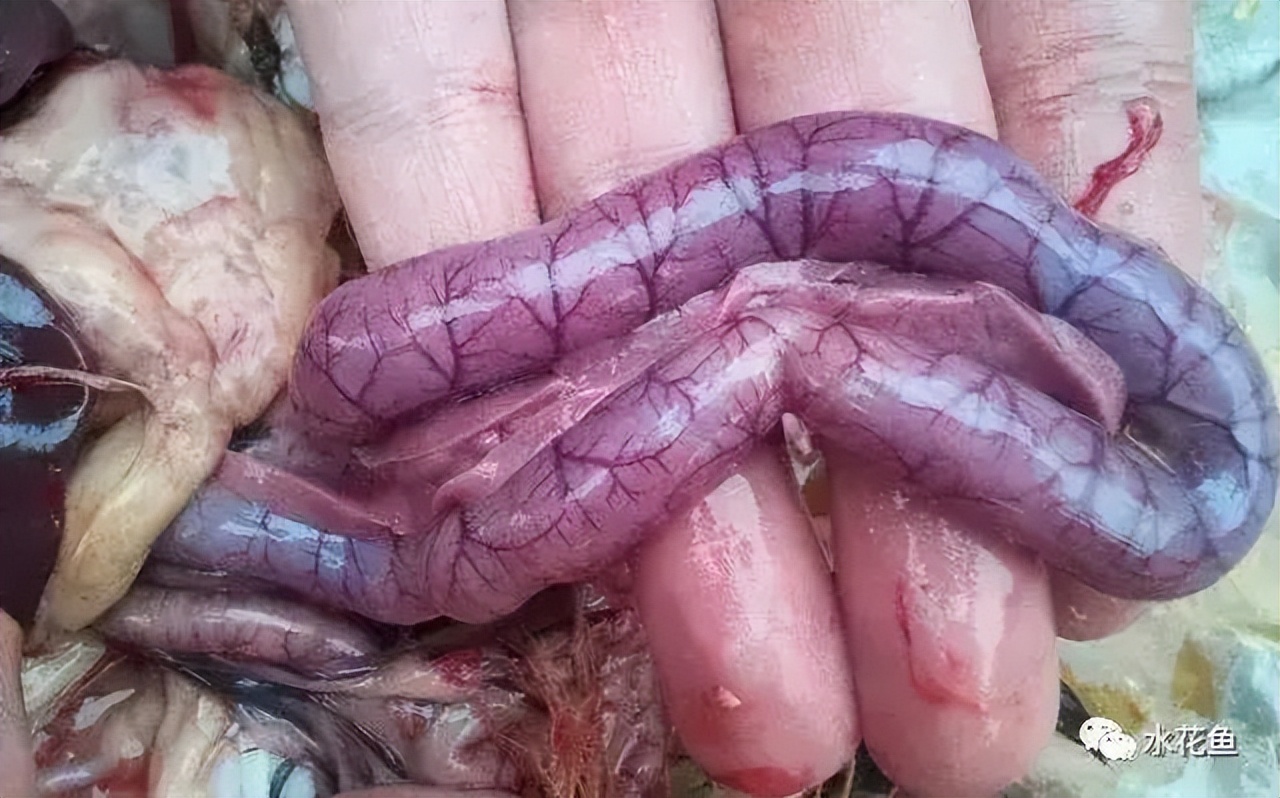 鱼出现败血症怎么治疗,鱼得了败血症怎么治