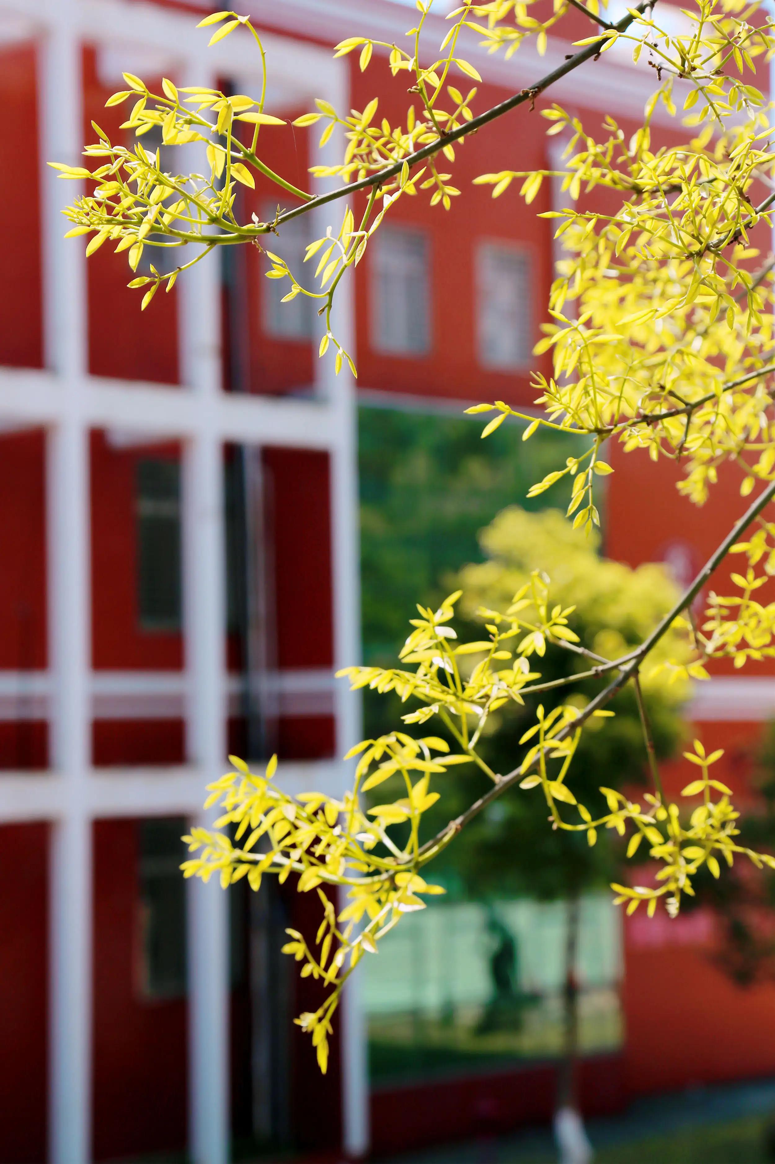 花开正好采撷春天赠予你