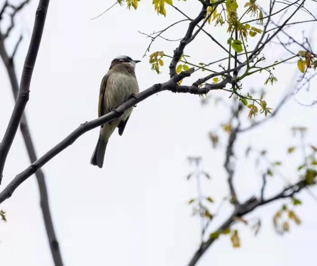 浙江大学中国最美校园,浙江大学玉泉校区校园