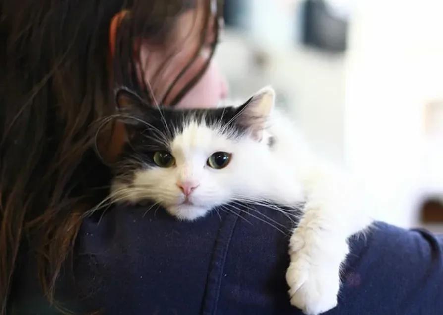 猫咪这几天老是打喷嚏是怎么了,猫咪老是打喷嚏是怎么回事