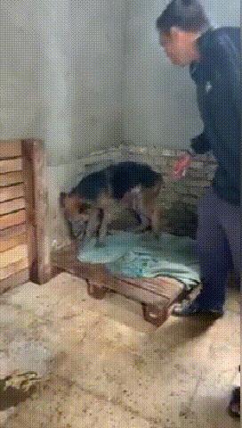 德牧被关在玻璃门,德牧被关笼子