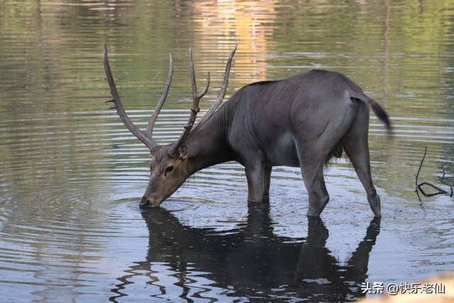 沈阳森林动物园缆车,自驾沈阳森林动物园