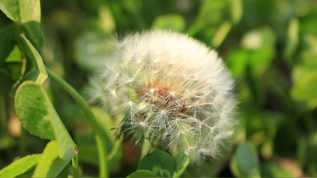 蒲公英能杀死癌细胞是真的吗,蒲公英杀死癌细胞治疗甲状腺结节