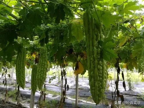 赞美丝瓜七律诗,赞丝瓜诗七绝