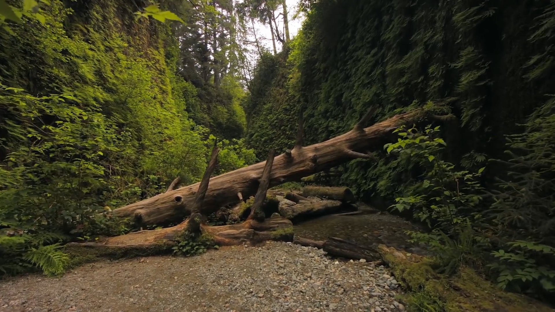 地球之肺亚马逊雨林有多恐怖,地球禁区亚马逊雨林