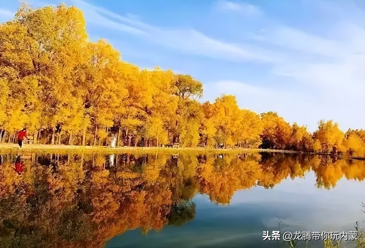 初秋额济纳胡杨林风景,额济纳秋天美景