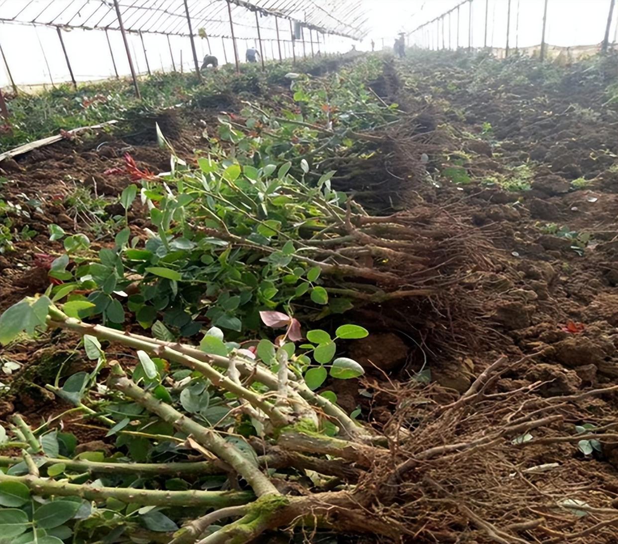 裸根老桩月季需要套塑料袋吗,裸根苗月季多少钱