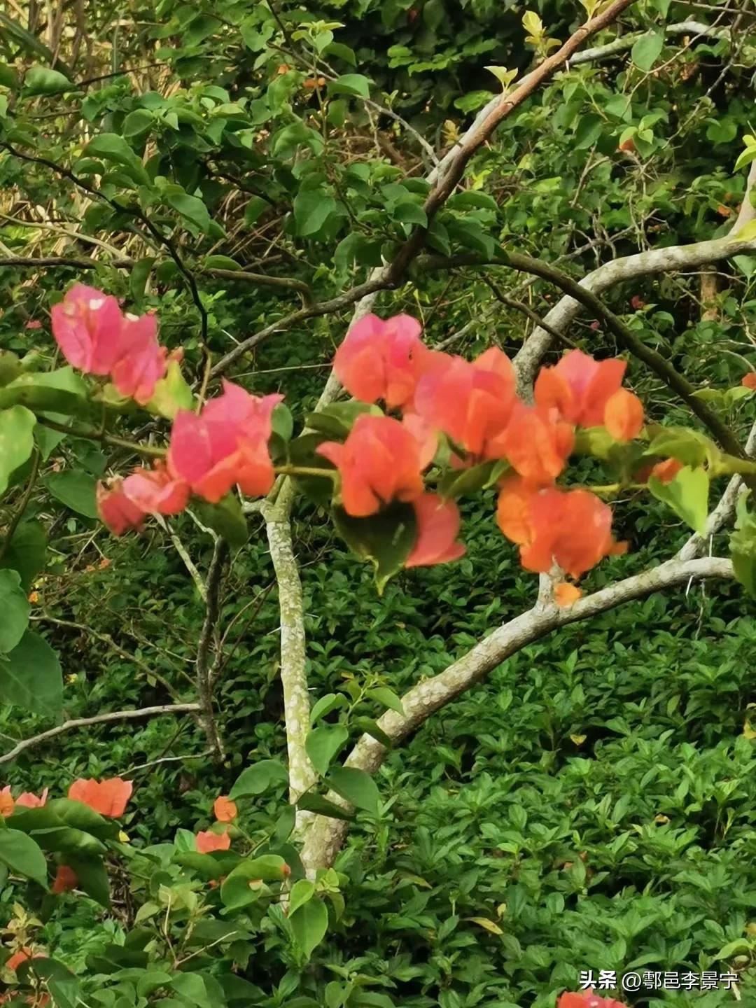 题大明宫巡园人摄影作品《春天来了》楹联文/李景宁