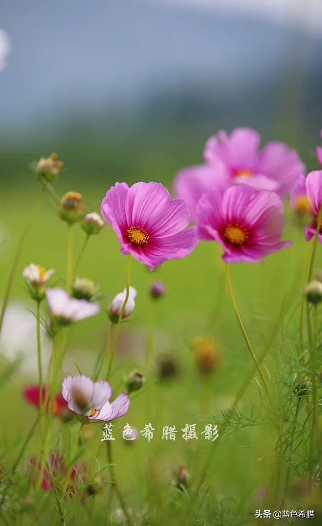 摄影波斯菊花海,上虞城南江上花海