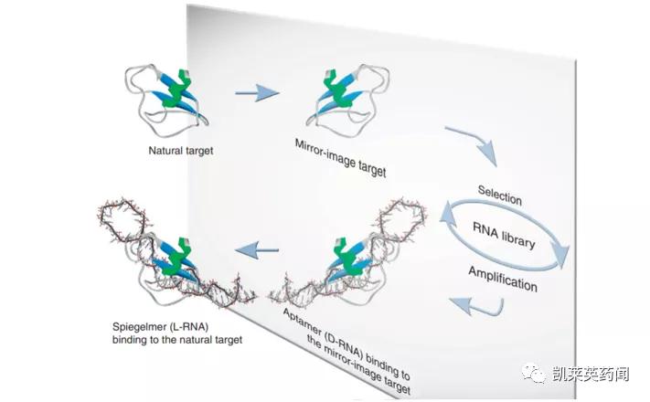新药巡礼:核酸“抗体”曙光已现,NOX-A12发力肿瘤治疗