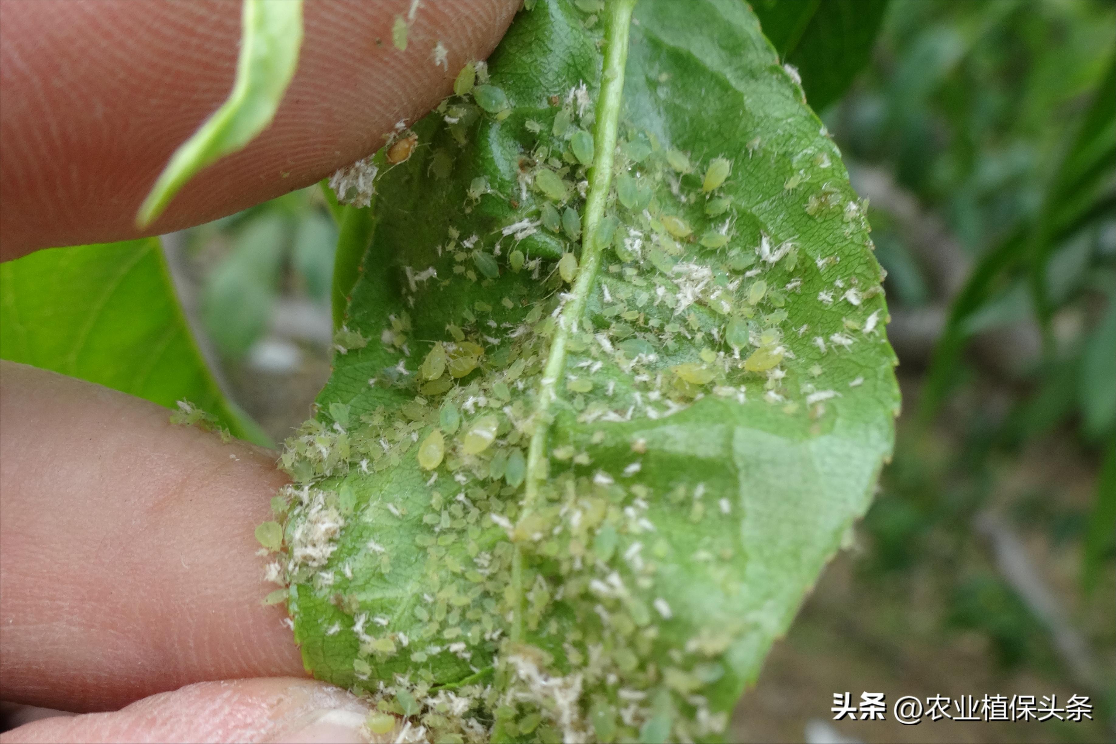 昆虫和害虫种类,昆虫和害虫的分类