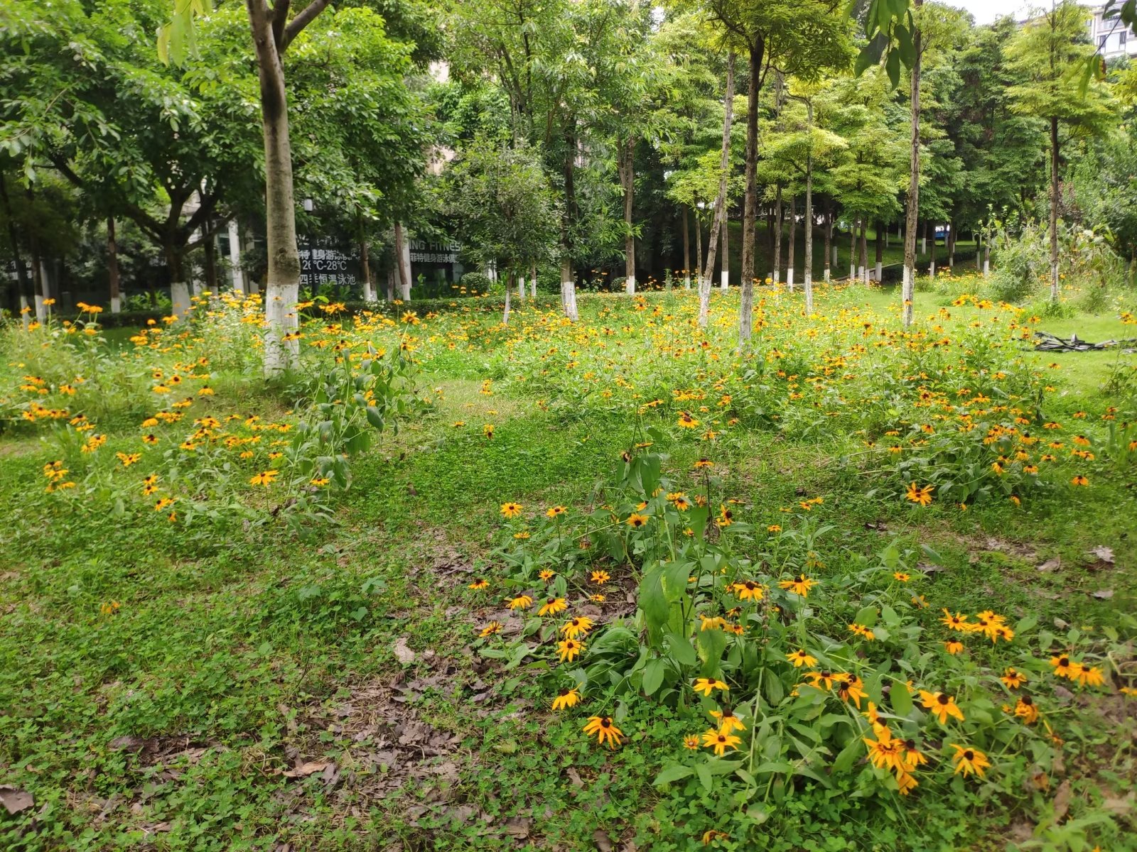 重庆一公园现大片黑心菊，金灿灿的花瓣宛若一片金色的海洋