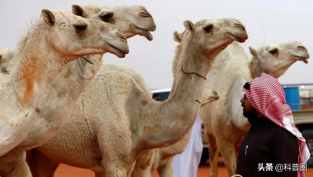 为什么渴死在沙漠里的骆驼不要碰,在沙漠里遇到死骆驼为什么不能碰