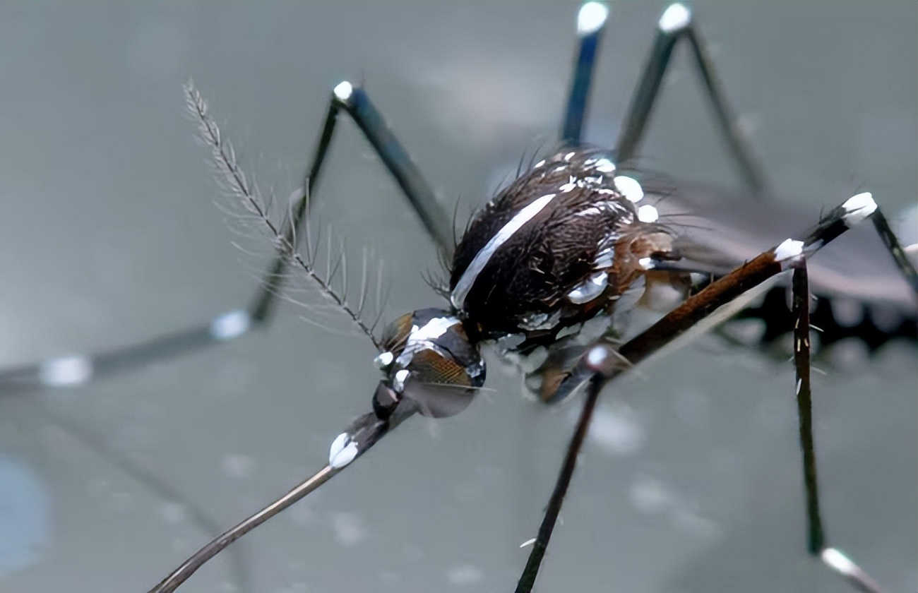 烟台蚊子几月份出现最多,烟台的蚊子有多大
