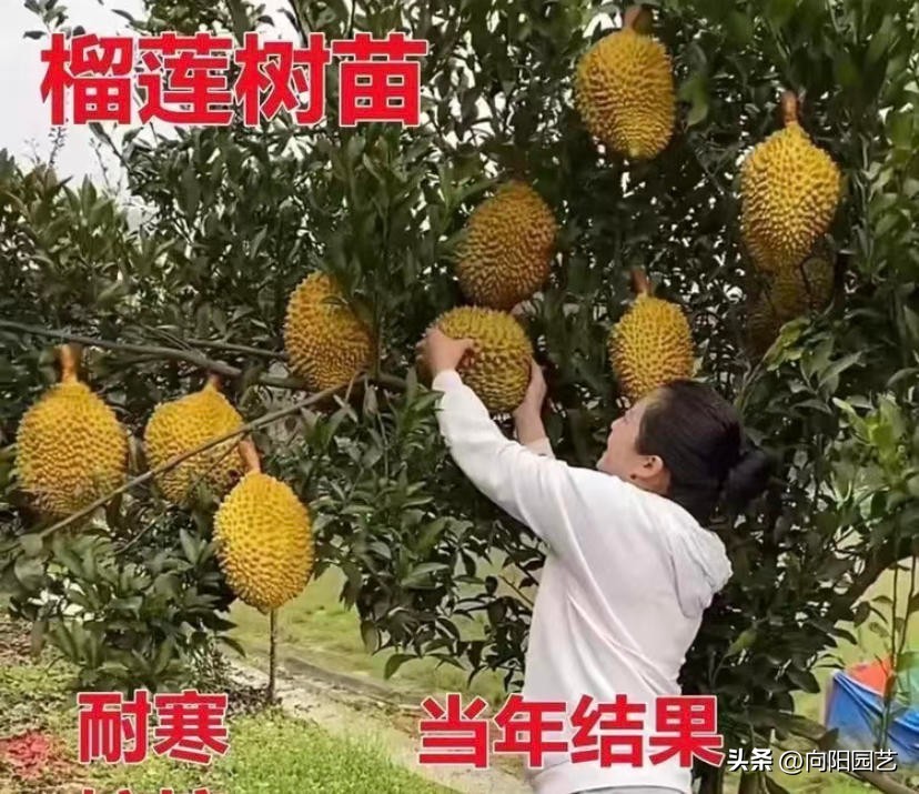 榴莲太贵自己种,网上买的榴莲怎么种