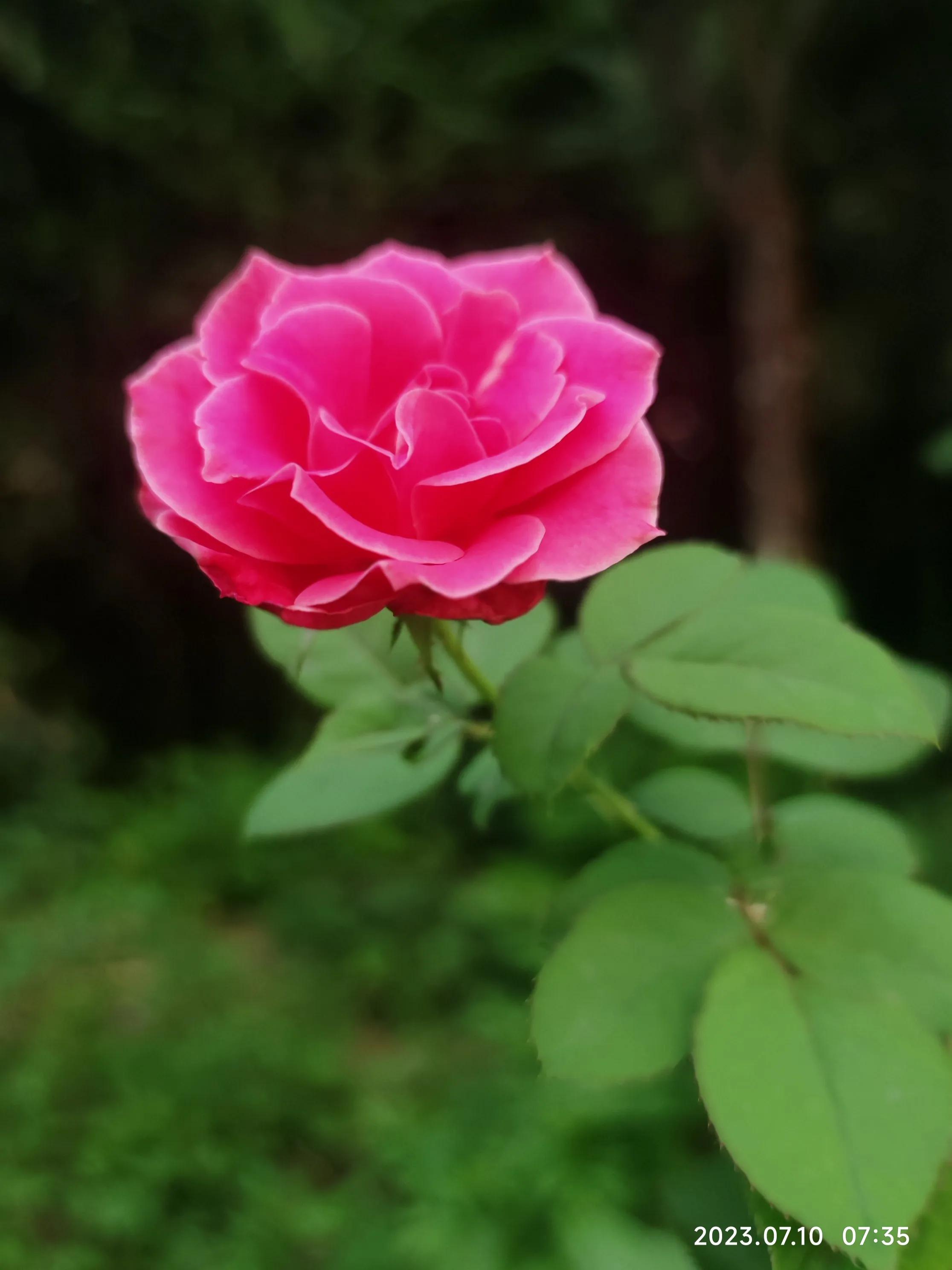 手机拍花如何拍出光斑,如何利用苹果手机拍花