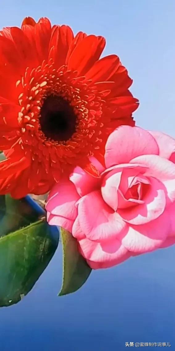 鸟语花香百花争艳让人陶醉,宁静祥和鸟语花香