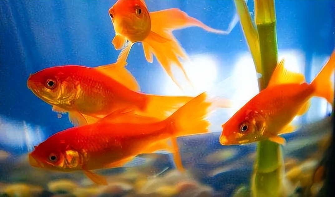 金鱼用什么水养最好,刚买来的金鱼用什么水养最合适