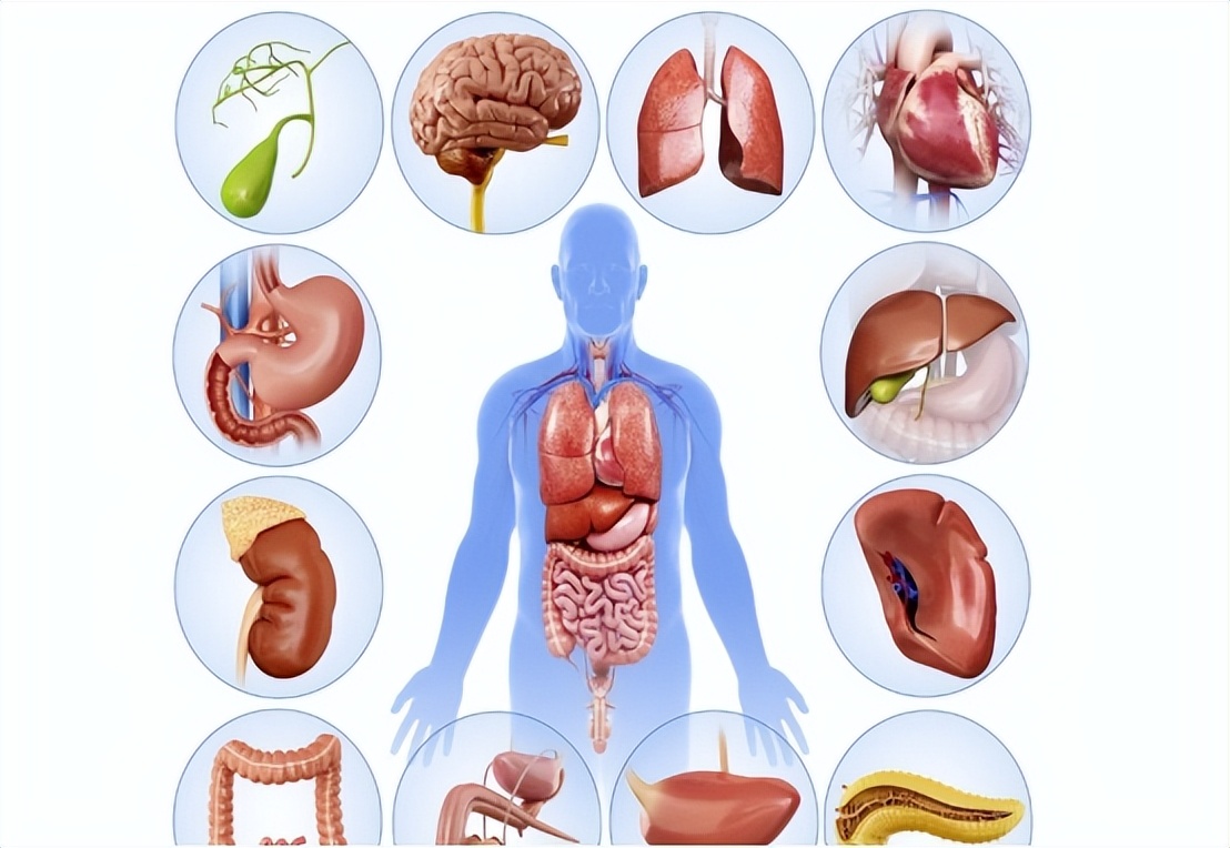 便秘如何调理脾胃,便秘如何补气