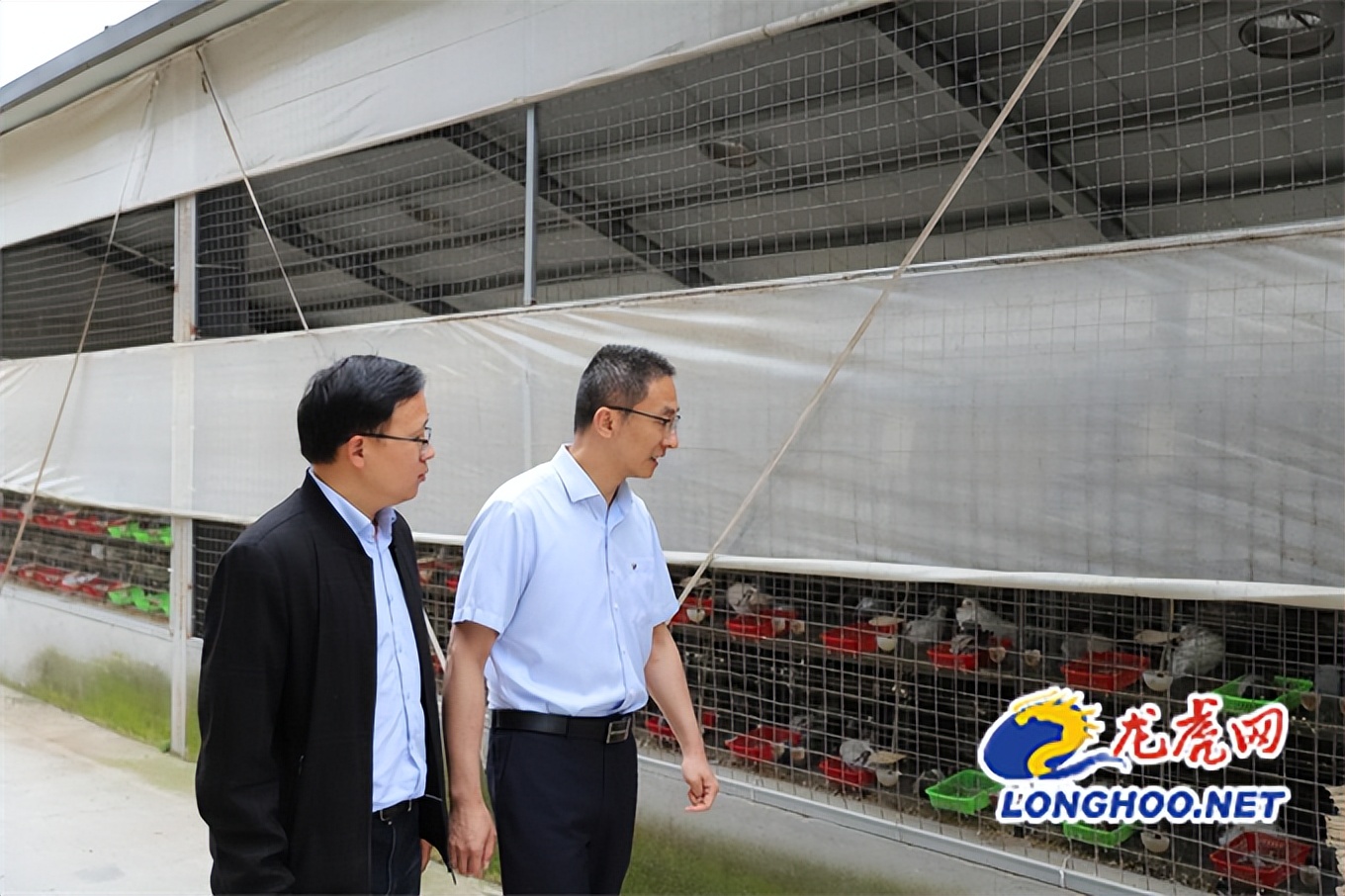 小鸽子创业,小鸽子大产业