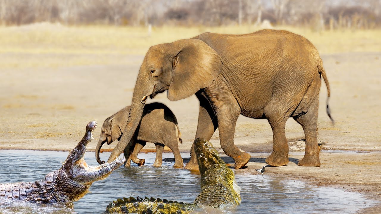 尼罗鳄vs非洲象,尼罗鳄打得过狮子吗