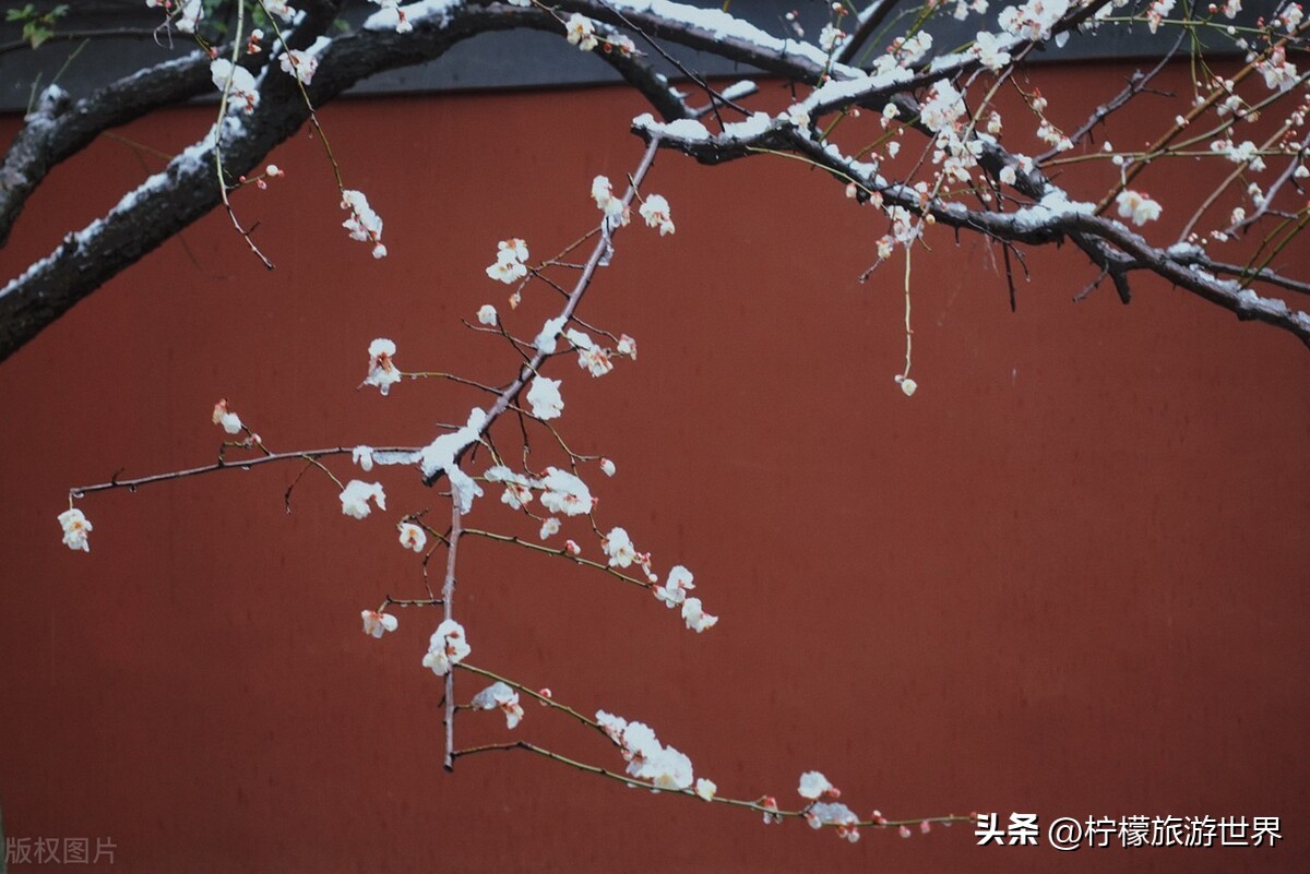 杭州郊外踏春,踏春杭州