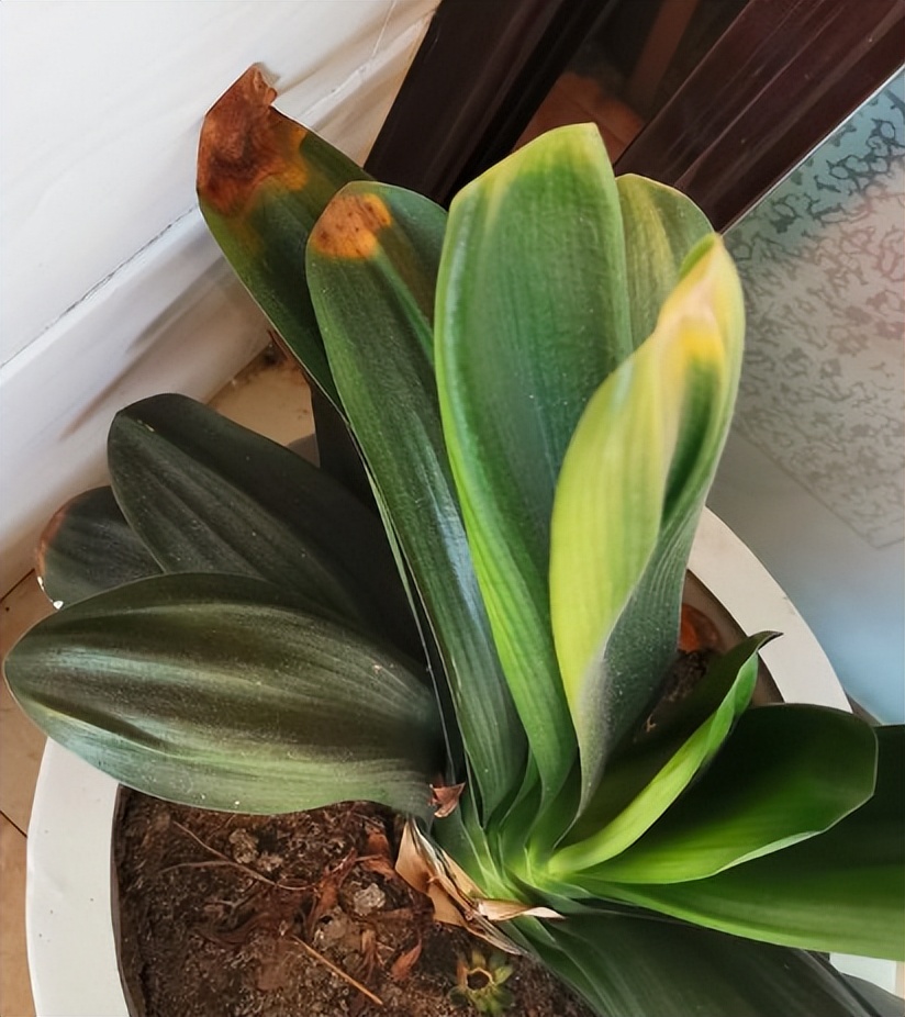 君子兰什么时候可以矫正叶子,君子兰一季看花三季看果四季观叶