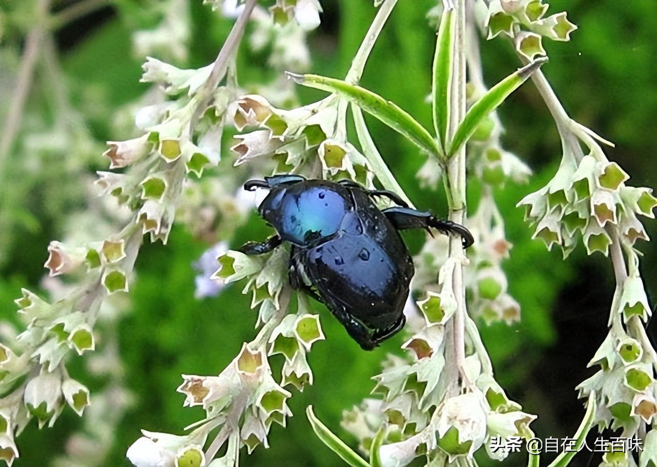农村常见的虫子各叫什么名字,农村房子里面常见的虫子有哪些