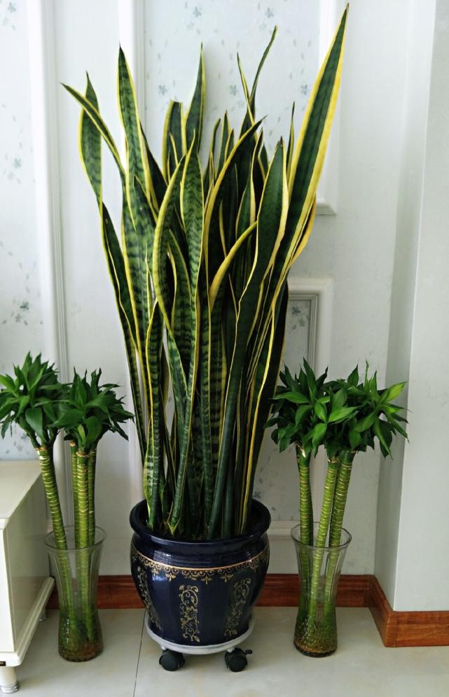 十种养不死的室内花,十种不容易生虫的花