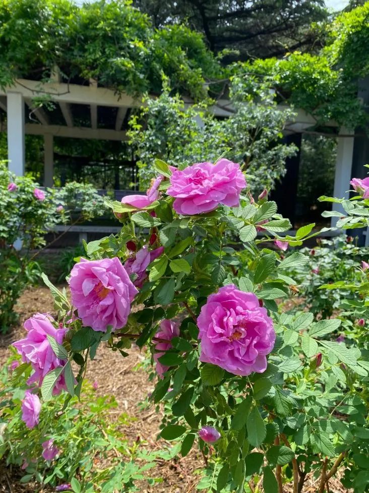 七夕卖玫瑰花要准备什么,七夕买红玫瑰还是彩色玫瑰