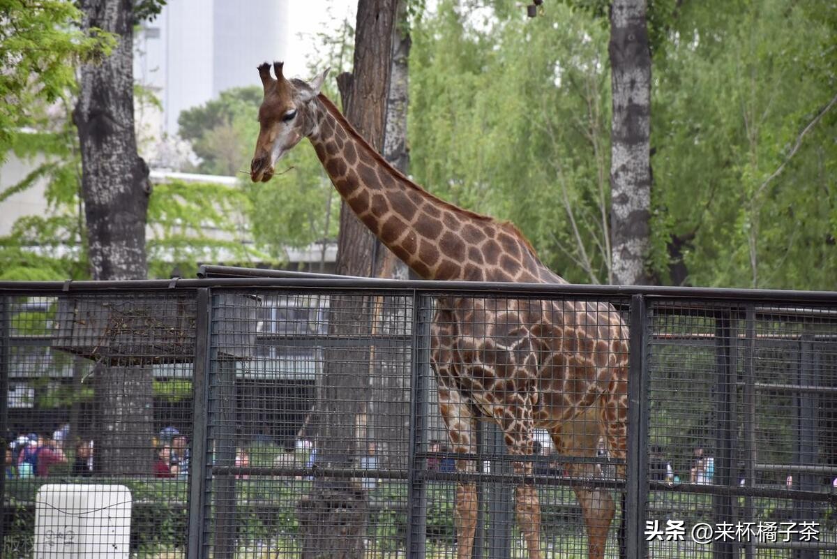 长隆和长鹿哪个门票便宜,长鹿动物园和长隆动物园哪个好玩