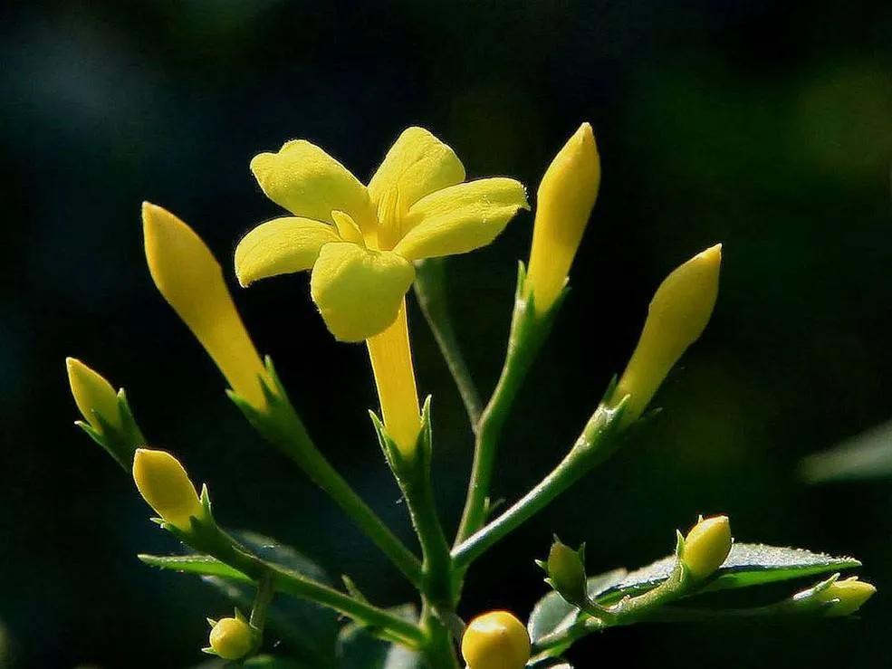 春夏之交，越来越多的花含苞欲放，这一百种娇媚蓓蕾真是美不胜收