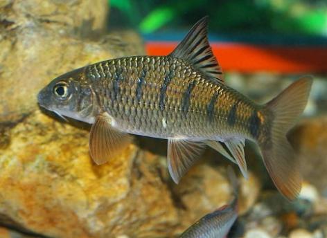 几种最常见的小杂鱼简介,常见的20种小杂鱼