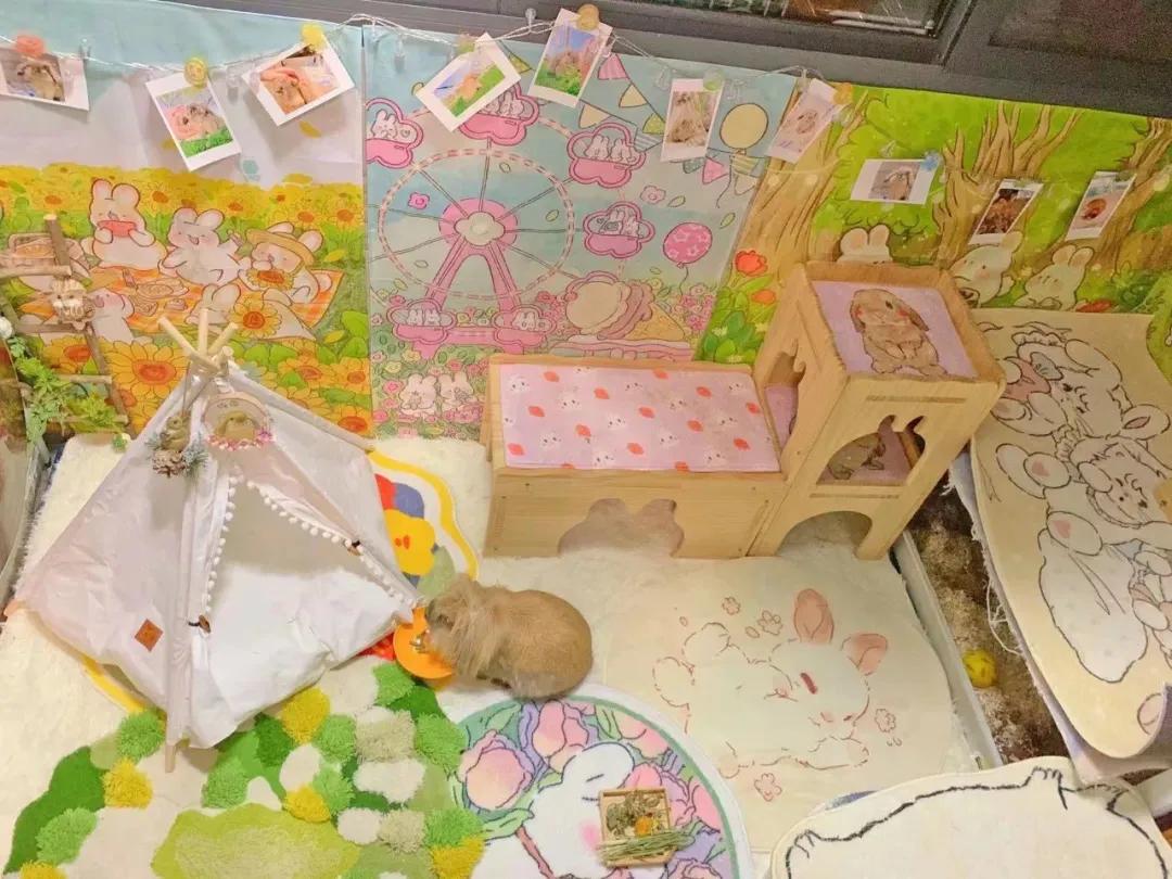 新手养兔指南小说,新手养兔指南免费