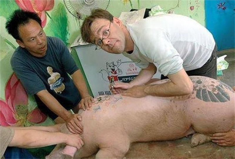 1997年,男子给活猪纹身,还把猪皮卖给了香奈儿,一张猪皮赚51万