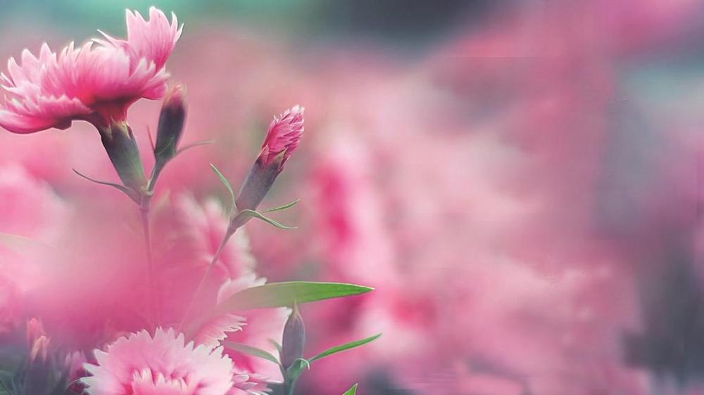 年华的拼音,年华图片